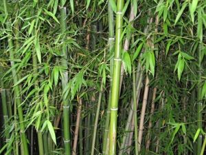 Драцена Сандера або бамбук щастя