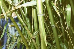 Drazen Sander sau fericirea cu bambus