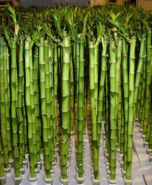 Drazen Sander sau fericirea cu bambus