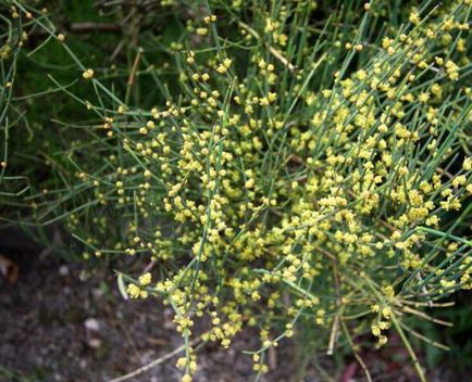 Ephedra zsurló forgalmazás, a leírás, a használata