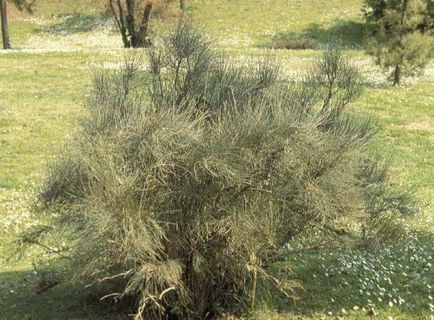 Ephedra răspândire caudală, descriere, aplicare