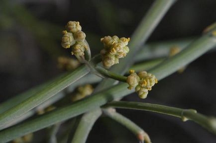 Ephedra răspândire caudală, descriere, aplicare