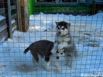 Excursie de călătorie la bătrân și canisa Husky din Chukavino