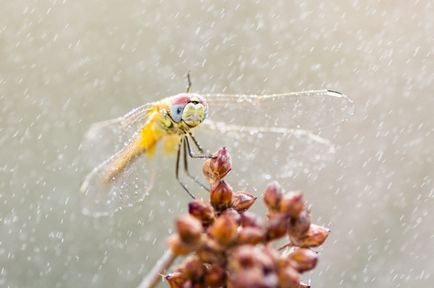 Această lume fragilă de 20 de fotografii vii ale libelulelor care fascinează la prima vedere