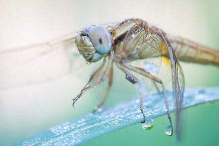 Această lume fragilă de 20 de fotografii vii ale libelulelor care fascinează la prima vedere