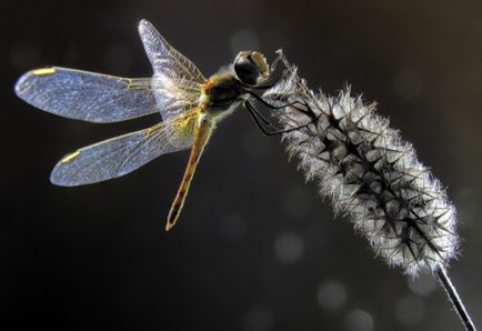 Această lume fragilă de 20 de fotografii vii ale libelulelor care fascinează la prima vedere