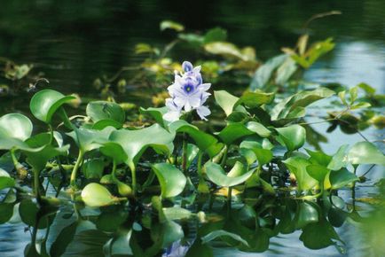 Eichornia - reproducere, plantare și îngrijire