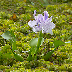 Eichornia (zambile de apă)