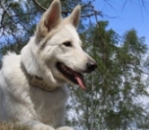 Călăreț pentru manechine! Formare și corecție comportamentală - câini din regiunea Baikal