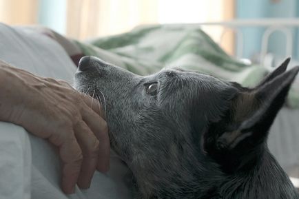 Un film despre dragoste, împușcat de câini - de la Valery Guy Germania