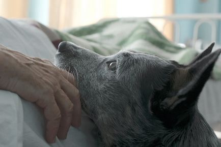 A film a szerelemről, lövés a kutyák - Valeria Gai Germanicus