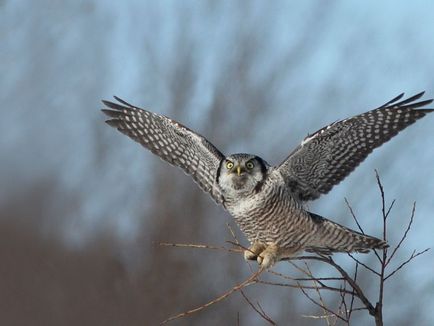 Növényvilág, állatvilág és a legjobb látnivalók Visimsky park