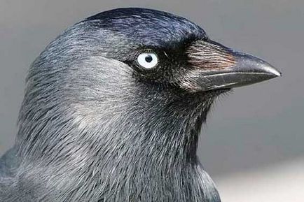 Jackdaw, animale