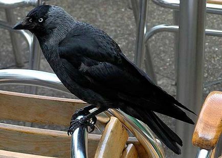 Jackdaw, animale