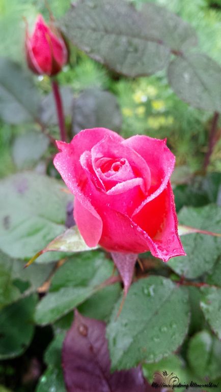 Grădinărit, reproducerea trandafirilor în butașii de toamnă acasă