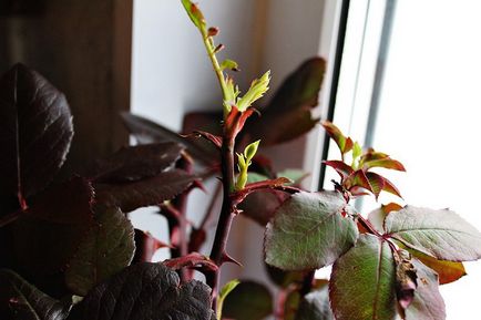 Gardening, розмноження троянд живцюванням восени в домашніх умовах