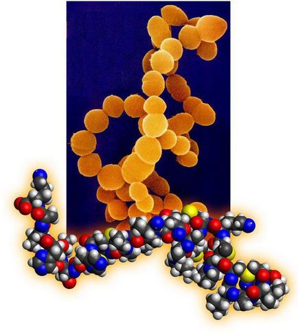 Unde conțin bacterii de acid propionic