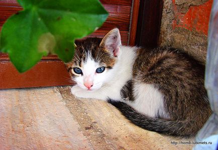 Blue-eyed este un animal de companie