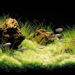 Ghiveci cu plante în acvariu, aqualaver