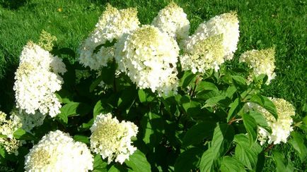 Hortensia plantare și îngrijire paniculată