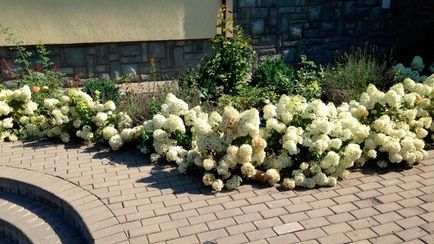 Hortensia plantare și îngrijire paniculată