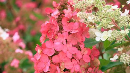 Hortensia plantare și îngrijire paniculată