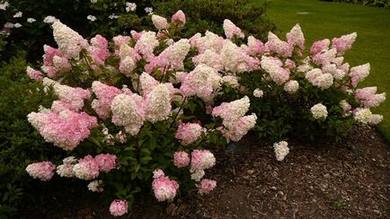 Hortensia plantare și îngrijire paniculată