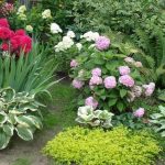 Hydrangea horticulturi paniculate, descriere, îngrijire și plantare