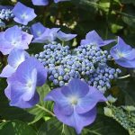 Hortensia paniculată, descrierea, îngrijirea și plantarea