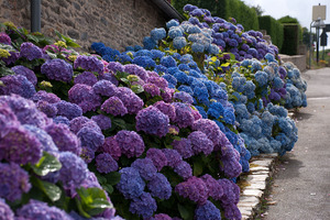 Hortensia paniculată, descrierea, îngrijirea și plantarea