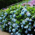 Hydrangea horticulturi paniculate, descriere, îngrijire și plantare