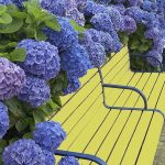 Hydrangea horticulturi paniculate, descriere, îngrijire și plantare