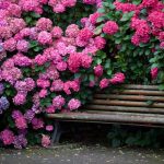 Hydrangea horticulturi paniculate, descriere, îngrijire și plantare