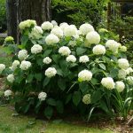 Hydrangea horticulturi paniculate, descriere, îngrijire și plantare