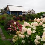 Hydrangea horticulturi paniculate, descriere, îngrijire și plantare