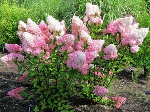 Hydrangea horticulturi paniculate, descriere, îngrijire și plantare