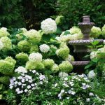 Hydrangea horticulturi paniculate, descriere, îngrijire și plantare