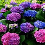 Hortensia paniculată, descrierea, îngrijirea și plantarea