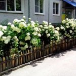 Hortensia paniculată, descrierea, îngrijirea și plantarea