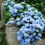 Hydrangea horticulturi paniculate, descriere, îngrijire și plantare