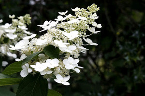 Hortensia paniculată, descrierea, îngrijirea și plantarea