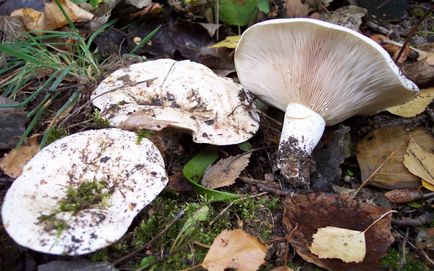 Mushroom shrike fotografie și descriere