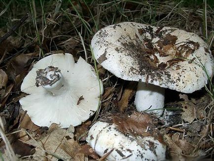Mushroom shrike fotografie și descriere