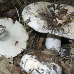 Descrierea și pregătirea ciupercii de ciuperci
