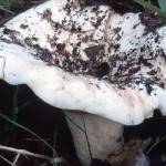 Descrierea și pregătirea ciupercii de ciuperci