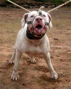 Gul-dong fotók pakisztáni Bulldog ghoul, kutya, fajta agresszió eredete egy karakter történetét