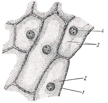 La examenul microscopic al celulelor pielii de pe scara de ceapa