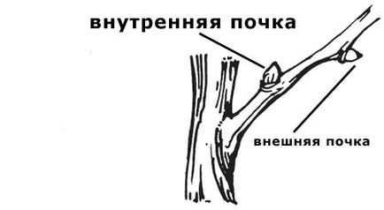 Як робиться обрізка на кільце, на зовнішню або внутрішню нирку