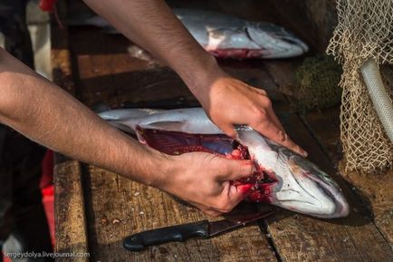 Cum să faci un caviar roșu - cinci minute (20 fotografii) - trinitate