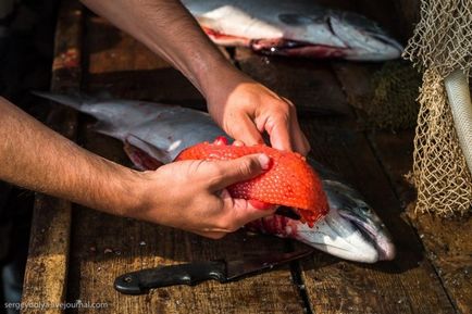 Cum să faci un caviar roșu - cinci minute (20 fotografii) - trinitate